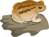 American Toad clipart #8, Download drawings