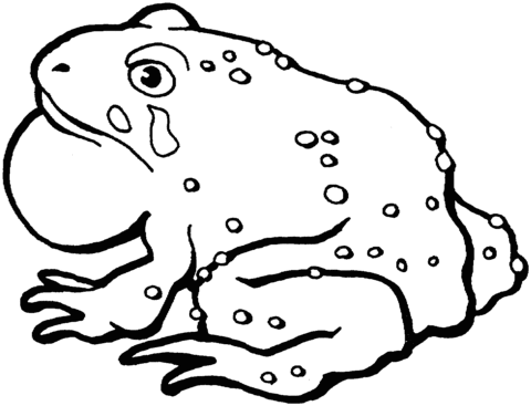 American Toad coloring #8, Download drawings