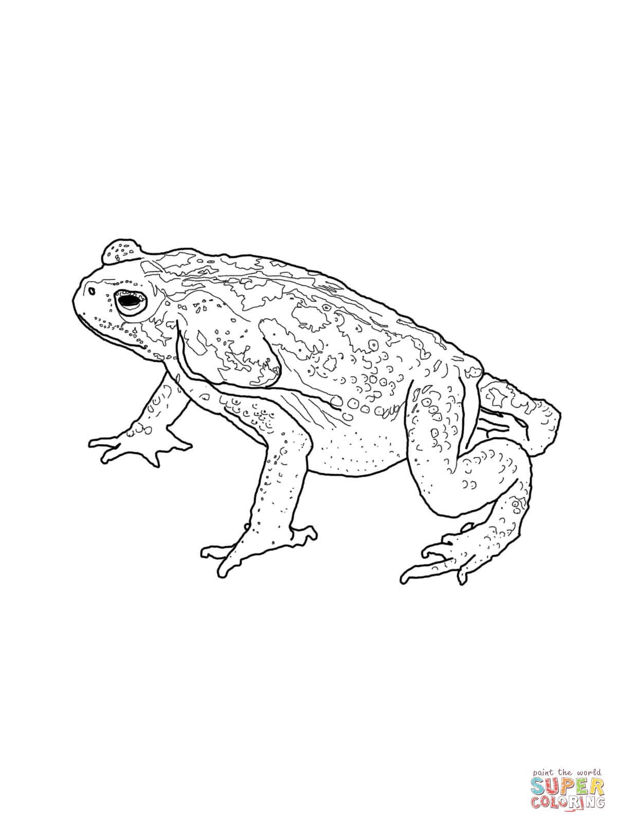 American Toad coloring #1, Download drawings