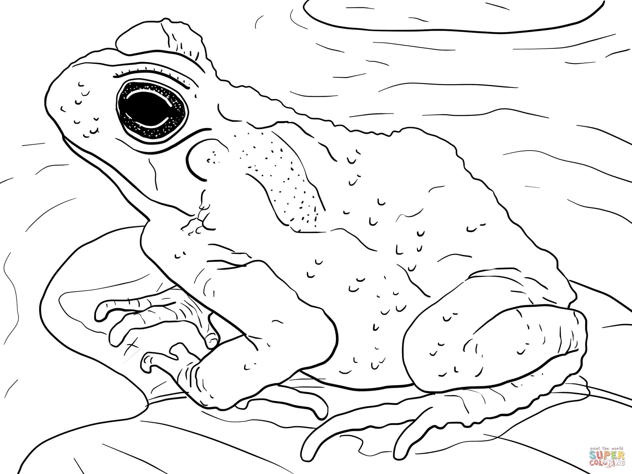 Cane Toad coloring #9, Download drawings