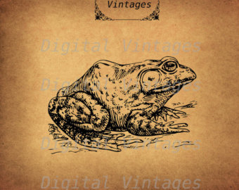 American Toad svg #4, Download drawings