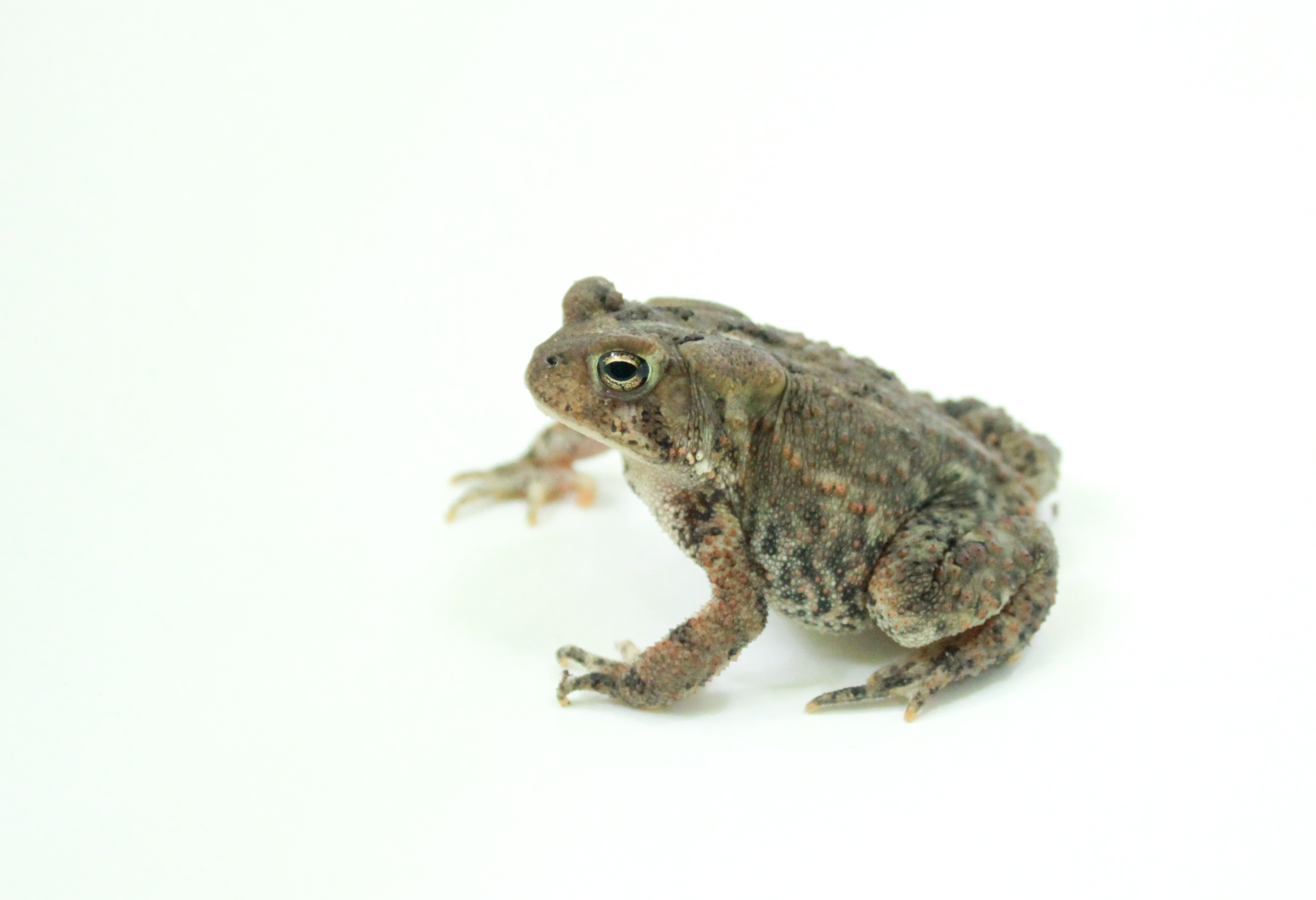 American Toad svg #8, Download drawings