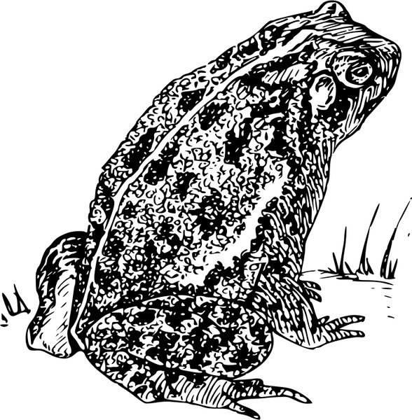 American Toad svg #16, Download drawings