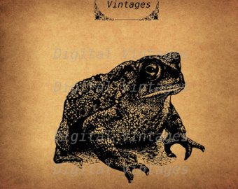 American Toad svg #20, Download drawings