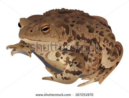 American Toad svg #18, Download drawings