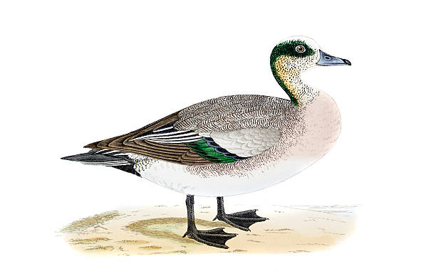 American Wigeon clipart #19, Download drawings
