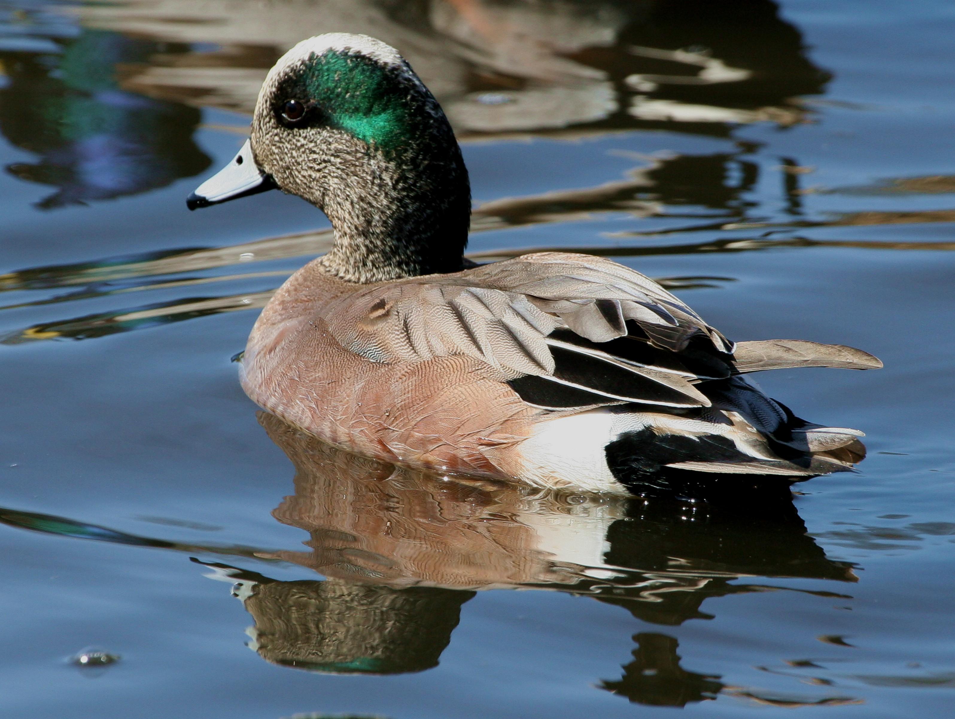 American Wigeon clipart #1, Download drawings