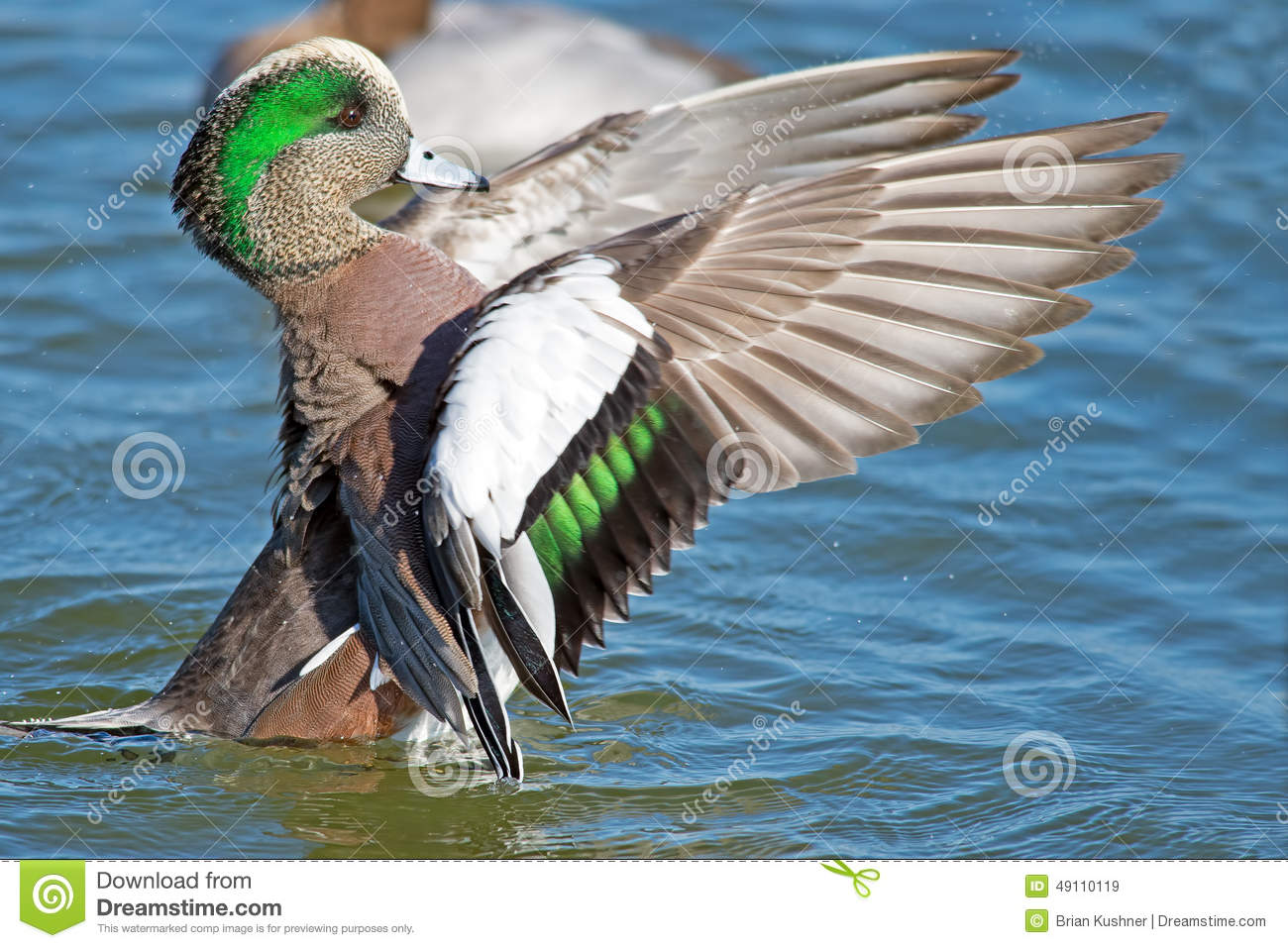 American Wigeon clipart #10, Download drawings