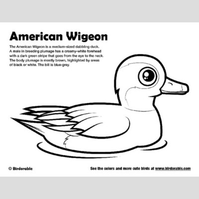 American Wigeon coloring #20, Download drawings