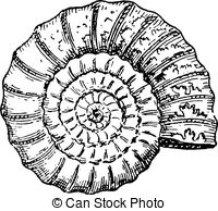 Ammonite clipart #19, Download drawings