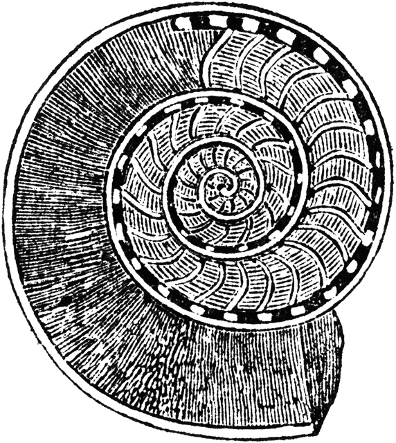 Ammonite clipart #4, Download drawings