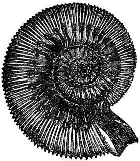Ammonite clipart #1, Download drawings