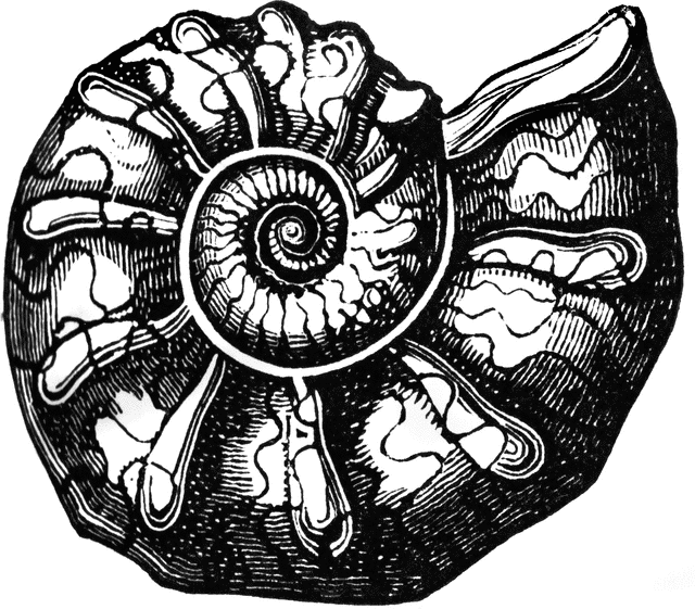Ammonite clipart #11, Download drawings
