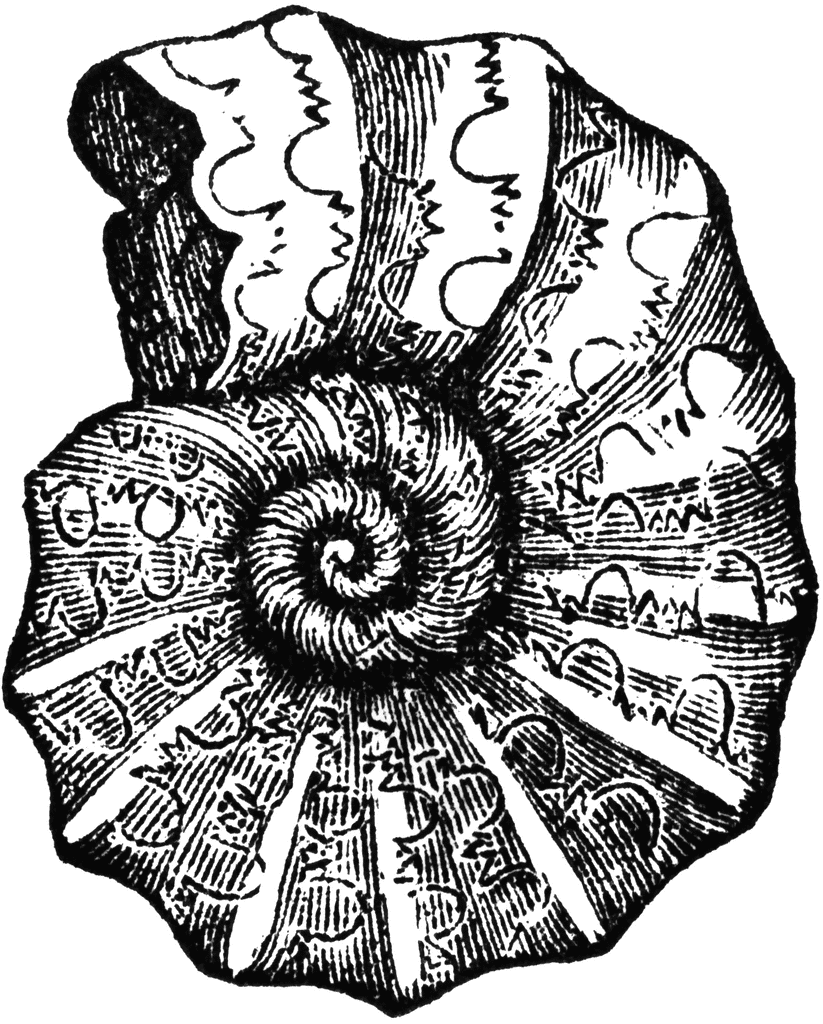 Ammonite clipart #3, Download drawings