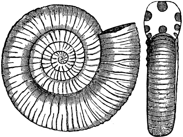 Ammonite clipart #7, Download drawings