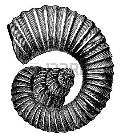 Ammonite clipart #8, Download drawings