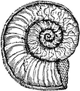Ammonite clipart #18, Download drawings