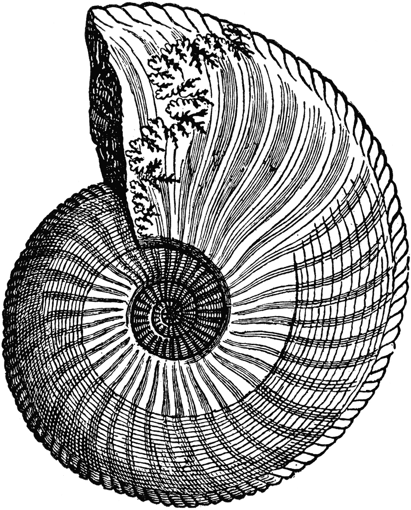 Ammonite clipart #2, Download drawings