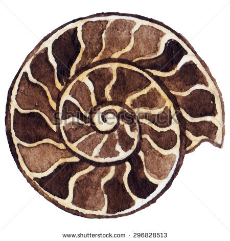 Ammonite clipart #13, Download drawings
