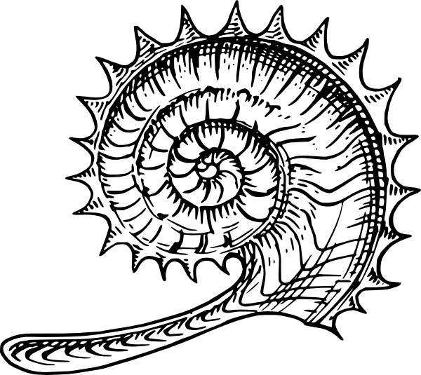 Ammonite clipart #10, Download drawings