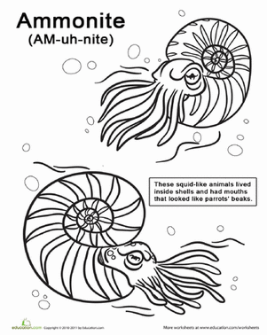 Ammonite coloring #20, Download drawings