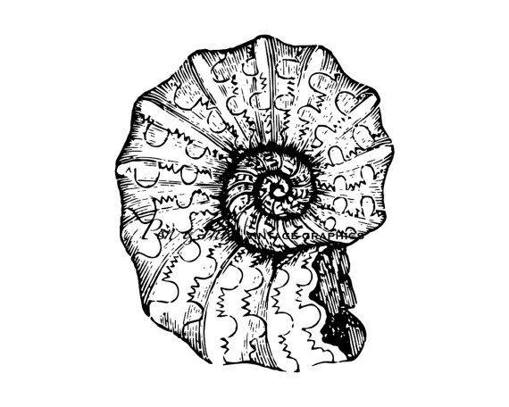 Ammonite coloring #11, Download drawings