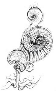 Ammonite coloring #14, Download drawings