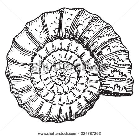 Ammonite coloring #5, Download drawings