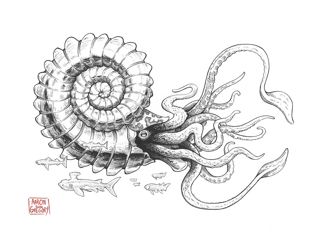 Ammonite coloring #9, Download drawings