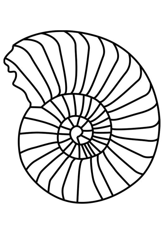 Ammonite coloring #18, Download drawings