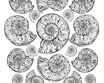 Ammonite coloring #16, Download drawings