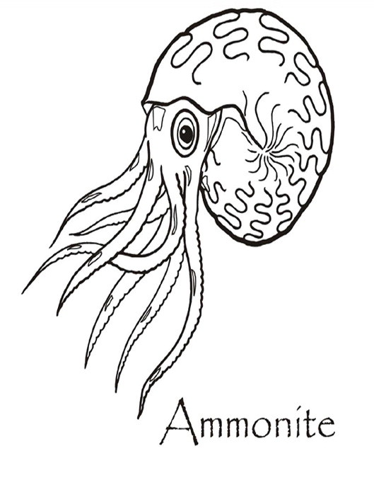 Ammonite coloring #12, Download drawings