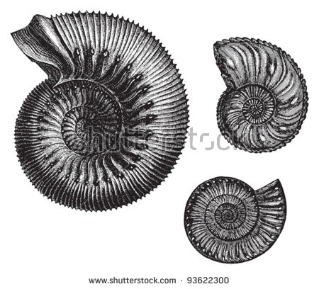 Ammonite svg #3, Download drawings