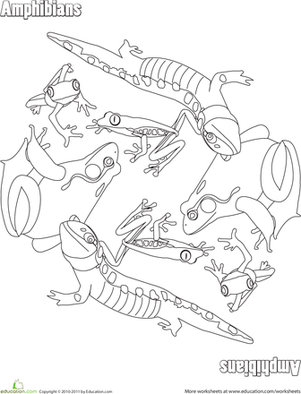 Amphibian coloring #1, Download drawings