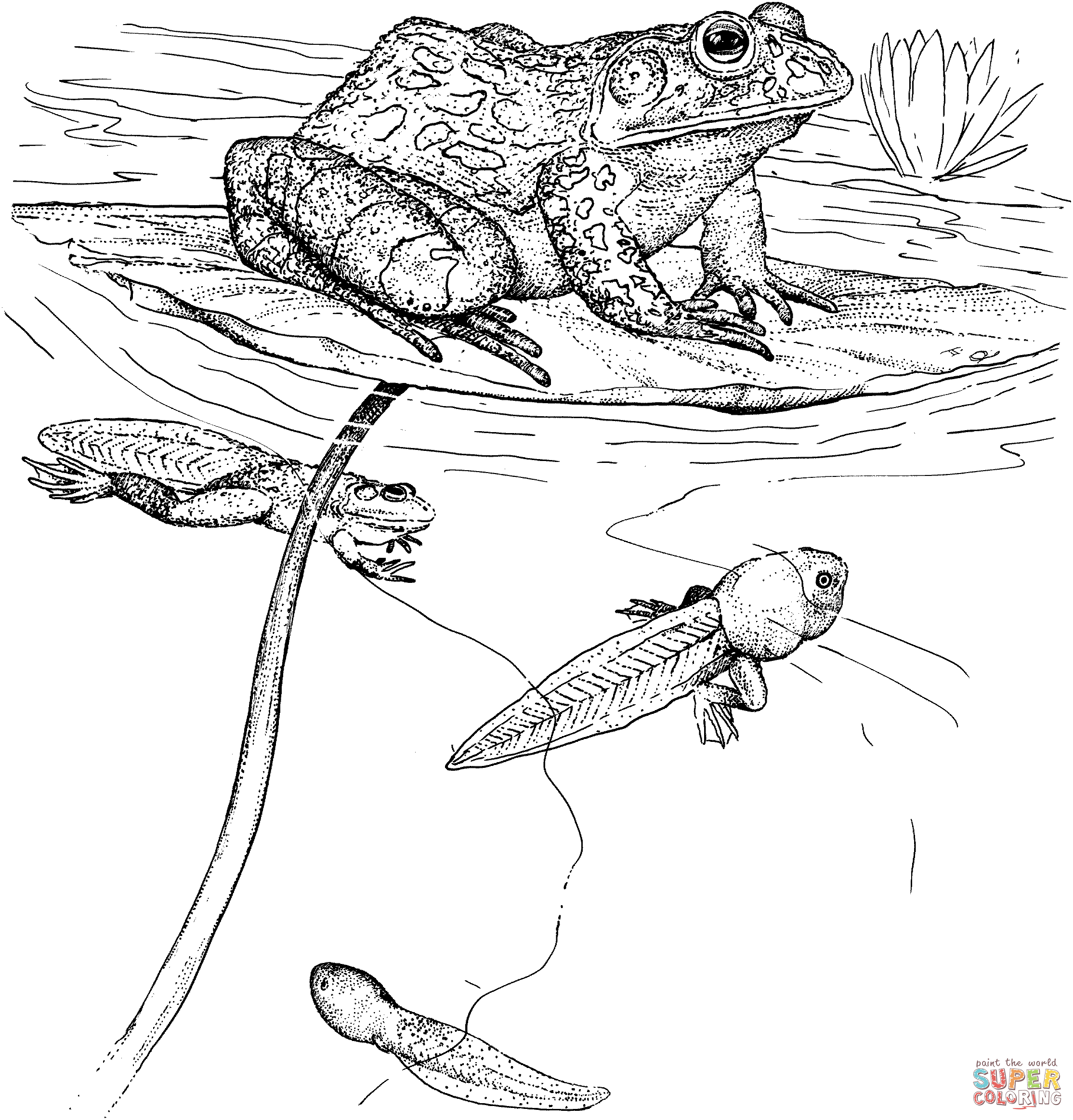 Tadpole coloring #2, Download drawings