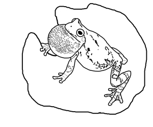 Amphibian coloring #14, Download drawings