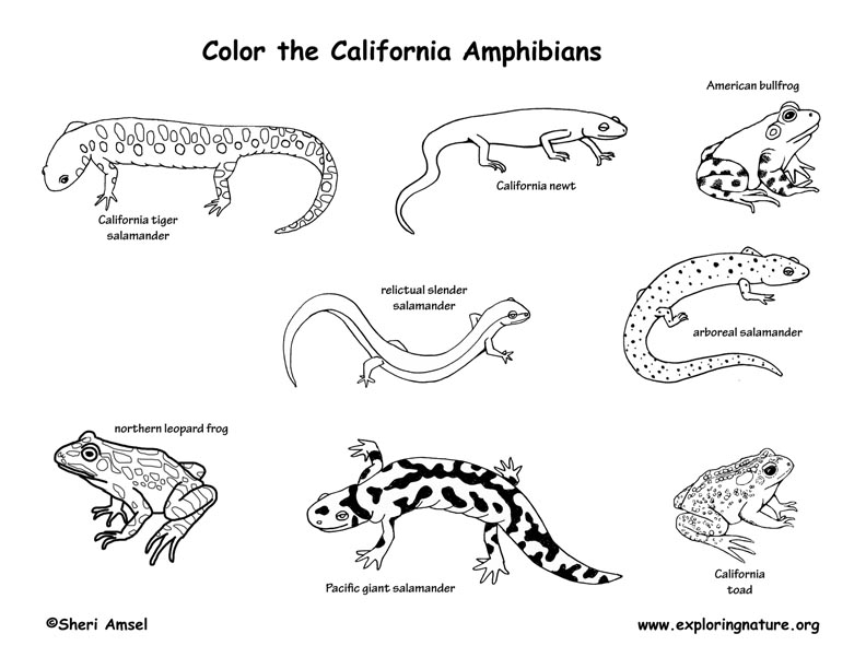Amphibian coloring #5, Download drawings