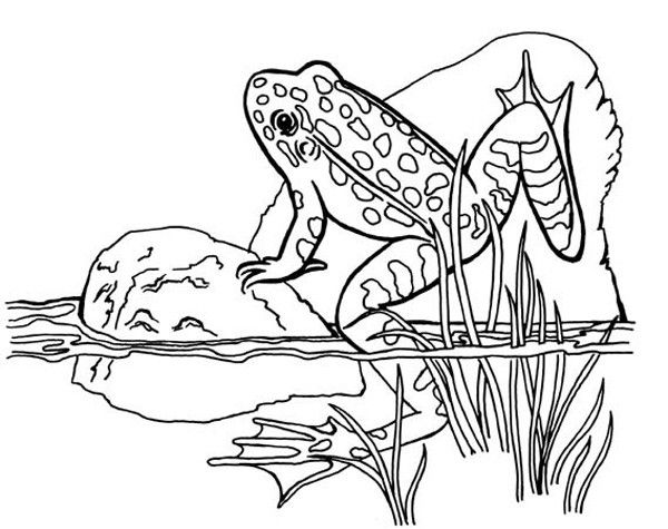 Amphibian coloring #8, Download drawings