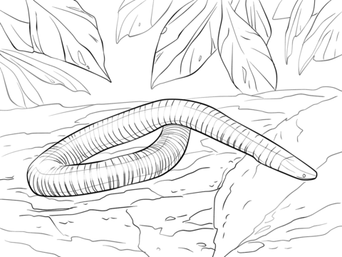 Amphibian coloring #13, Download drawings