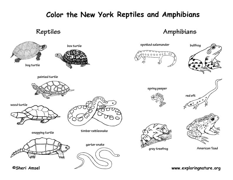 Amphibian coloring #12, Download drawings