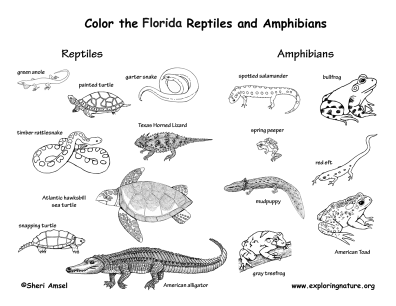 Amphibian coloring #4, Download drawings