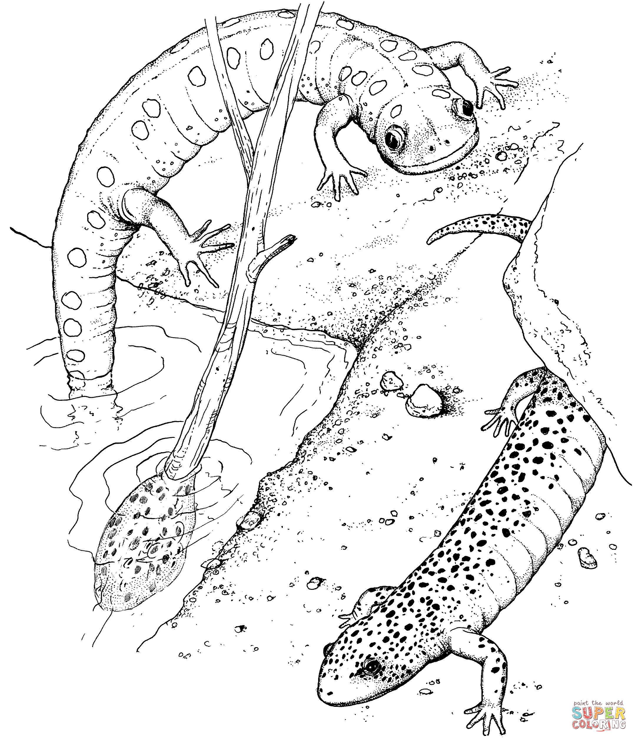 Salamander coloring #4, Download drawings