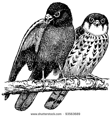 Amur Falcon coloring #1, Download drawings