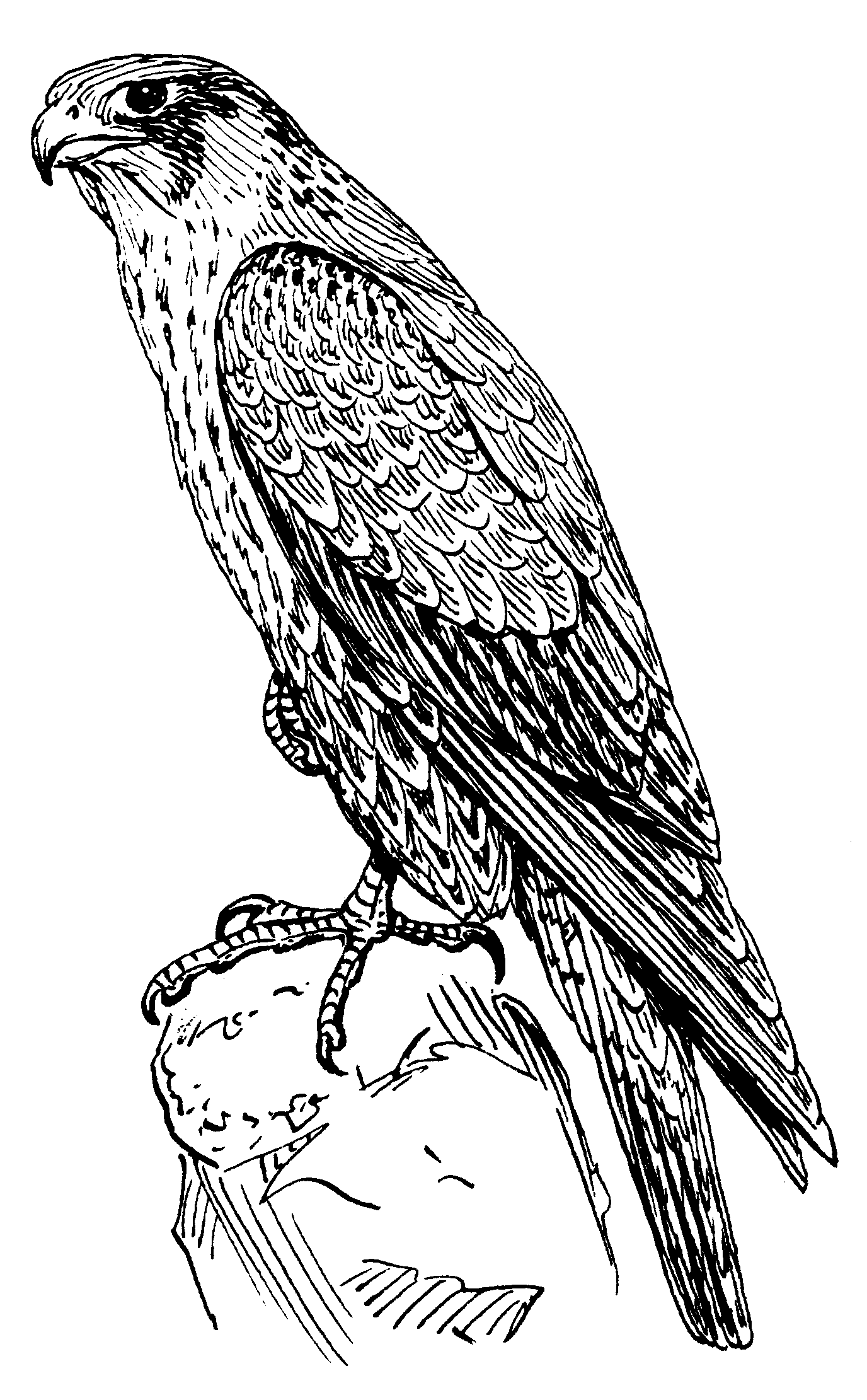 Amur Falcon coloring #7, Download drawings