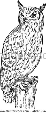 Amur Falcon coloring #5, Download drawings