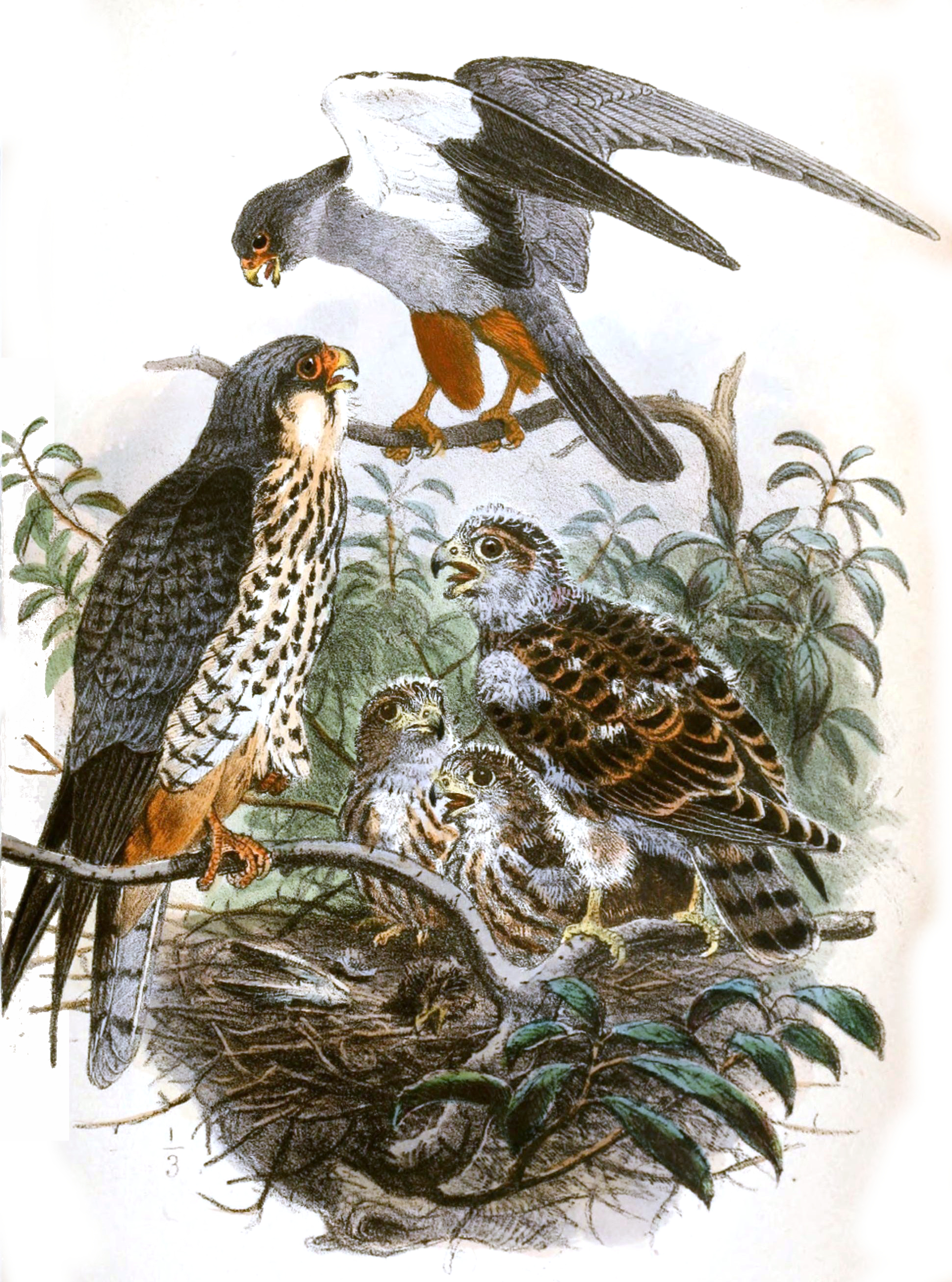 Amur Falcon svg #4, Download drawings