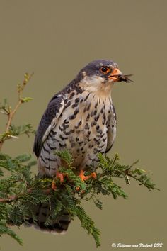Amur Falcon svg #14, Download drawings