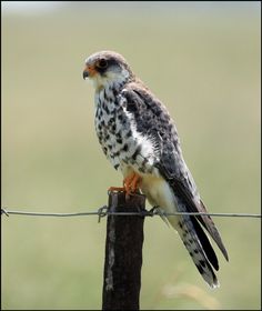 Amur Falcon svg #13, Download drawings