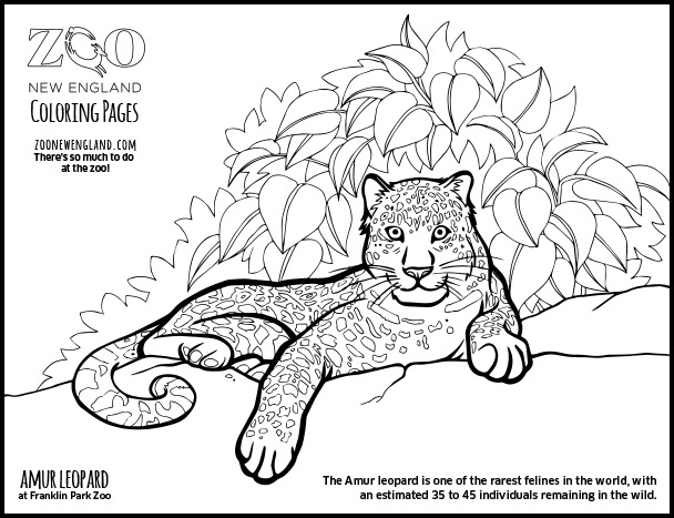 Amur Leopard coloring #19, Download drawings