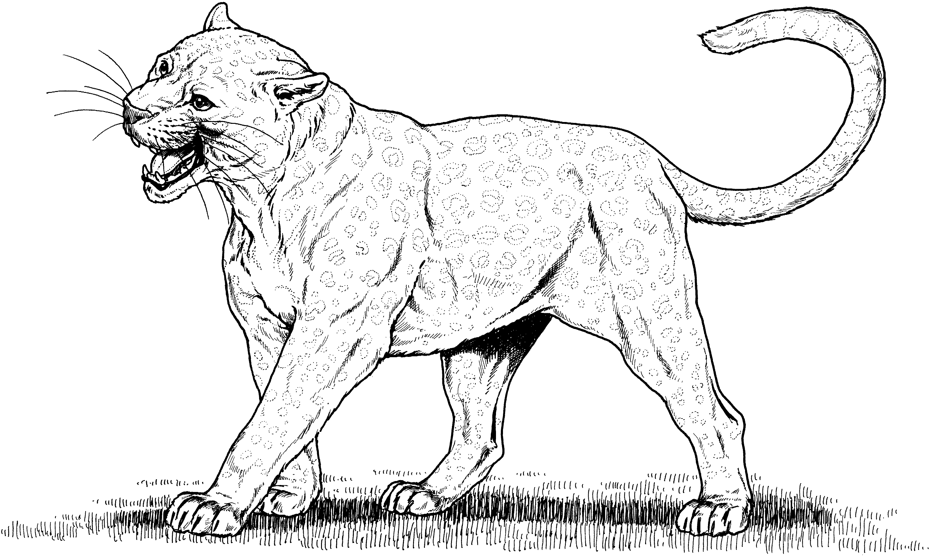 Leopard coloring #12, Download drawings